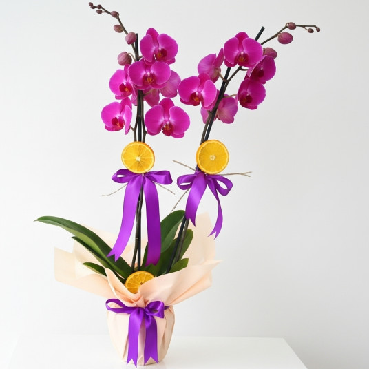 2'li Mor Orkide Fırsatı!