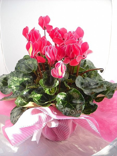 Günün İndirimi CYCLAMEN /SIKLAMEN