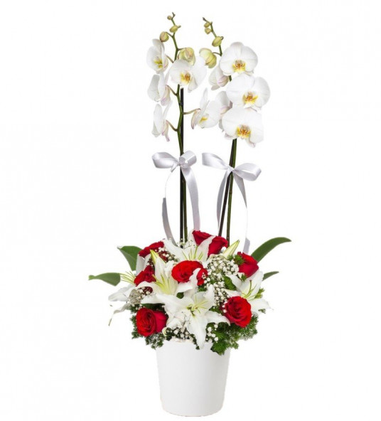 Çiftli Beyaz Orkide 7 Kırmızı Gül Lilyum