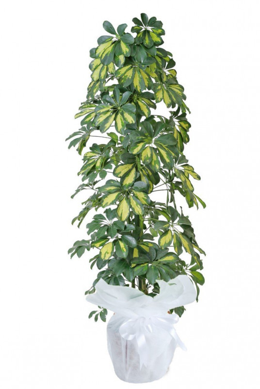Saksı Çiçeği 3'lu Şeflera (Schefflera) 