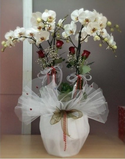 4 Dal Dal Beyaz, Nature Orkide