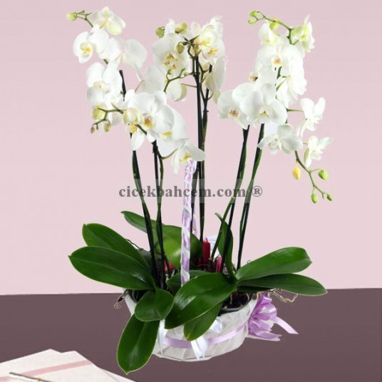 5 Adet Köklü Beyaz Saksıda Orkide Aranjmanı
