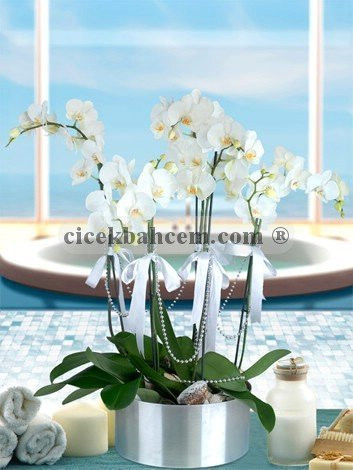6 Dal Beyaz Orkide Aranjmanı