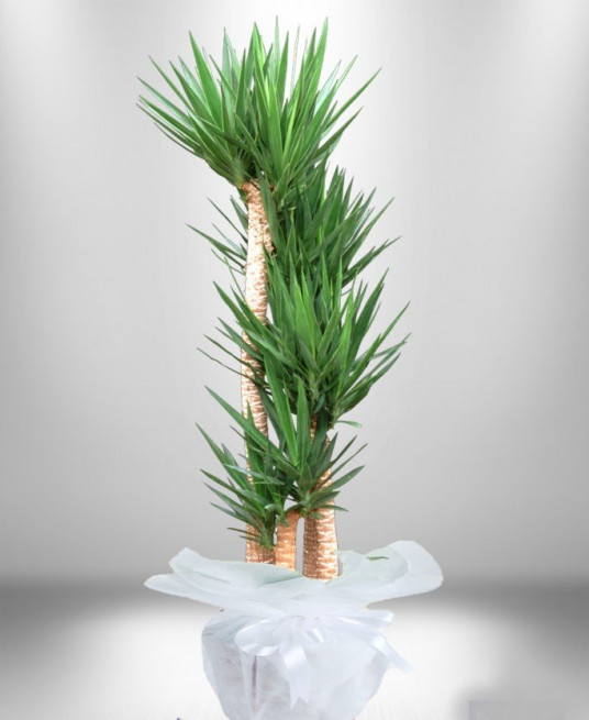 5 li Yucca Saksı Çiçeği