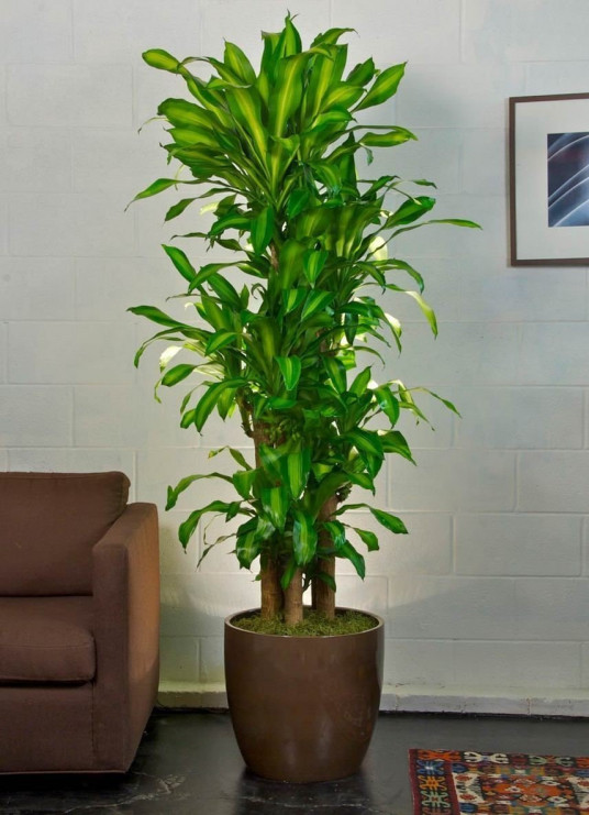 5'li Masengina Saksı Çiçeği