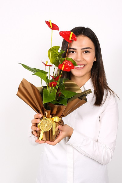 Saksıda Antorium Çiçeği