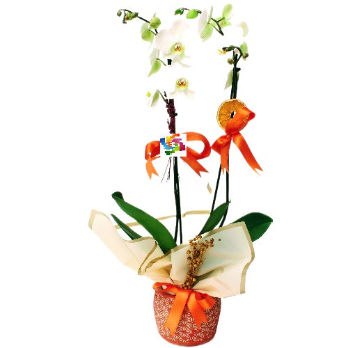 İkili Beyaz Orkide - Dekoratif Kırmızı Vazoda 