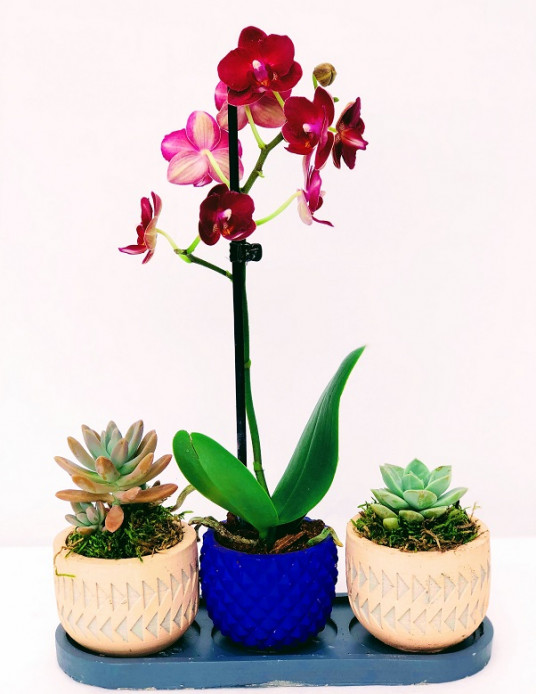 Üçlü Special, Özel Pembe Orkide