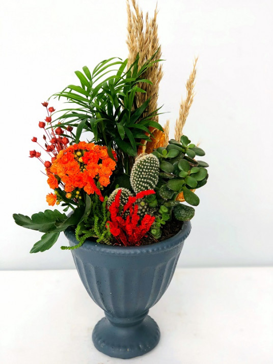 İnci Serisi, Love Canlı Teraryum