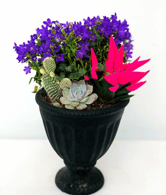 İnci Serisi, Günışığım Canlı Kaktüs Teraryum