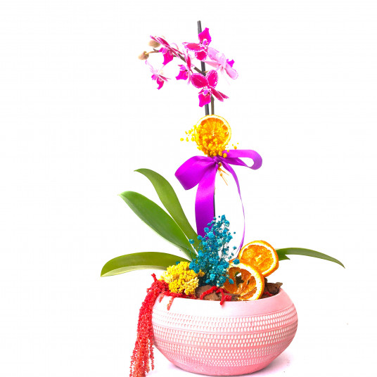 Sukullent Mini Orkide