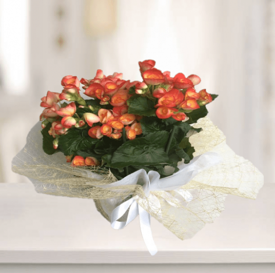 Klasik Turuncu Begonya
