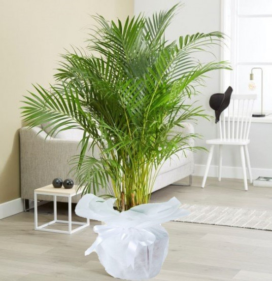 Areka Saksı Çiçeği