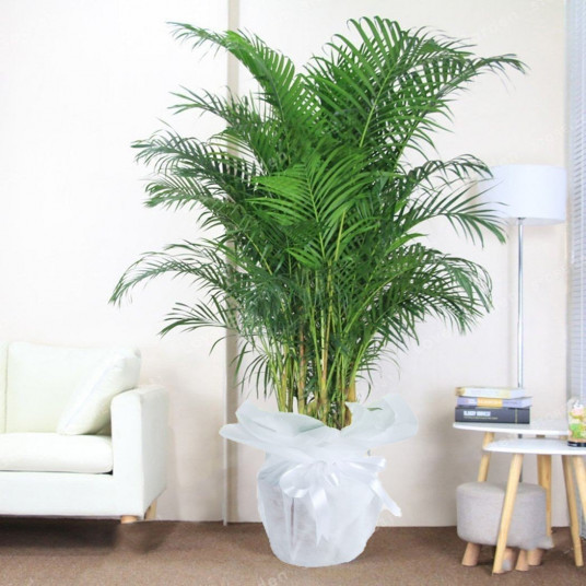 Areka Dypsis Lutescens - Saksı Çiçeği