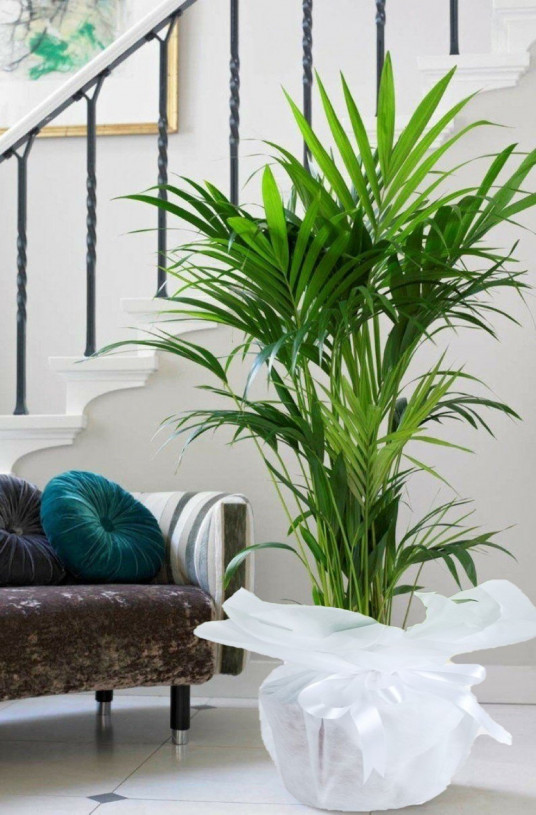 Chamaedorea Elegans Areka Saksı Çiçeği 