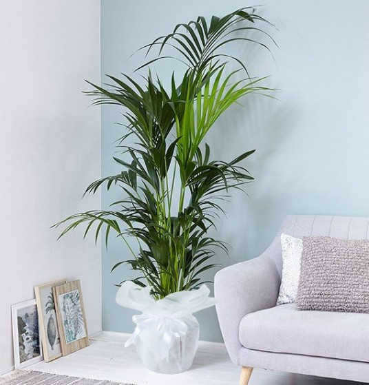 Howea Forsteriana - Saksı Çiçeği