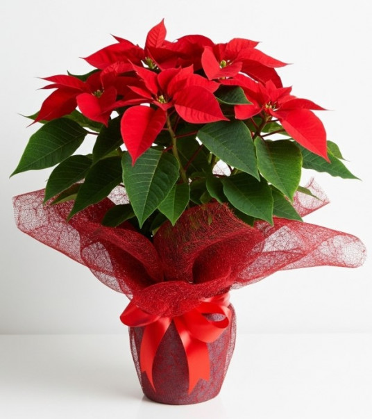 Saksı Çiçeği Siparişi ATATÜRK ÇİÇEĞİ