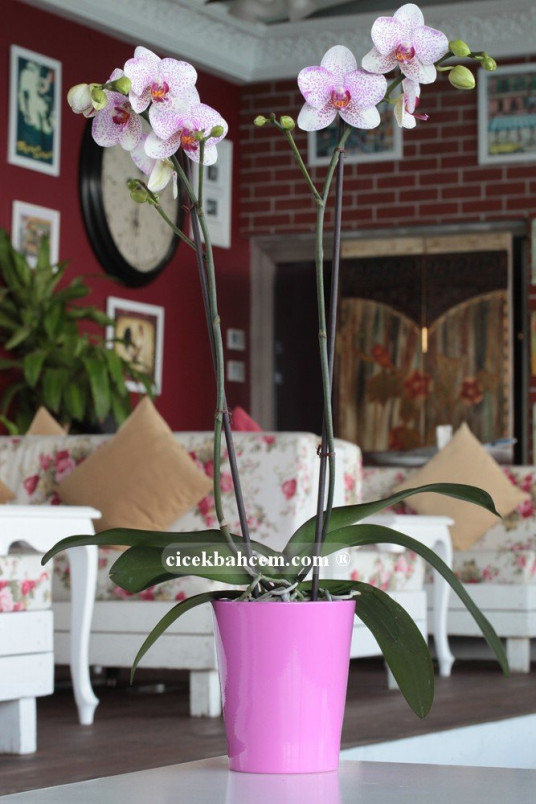 Çift Dal Pembe Mix, Fancy Orkide