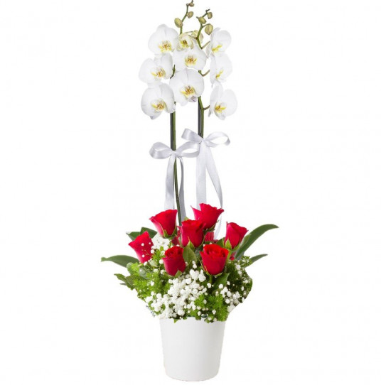 Çift Dal Orkide ve 7 Kırmızı Gül
