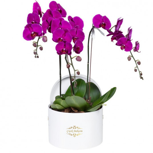 Beyaz Yuvarlak Kutuda 4 Dal Orkide 