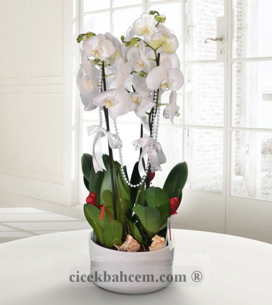 Beyaz 2 li Beyaz Orkide
