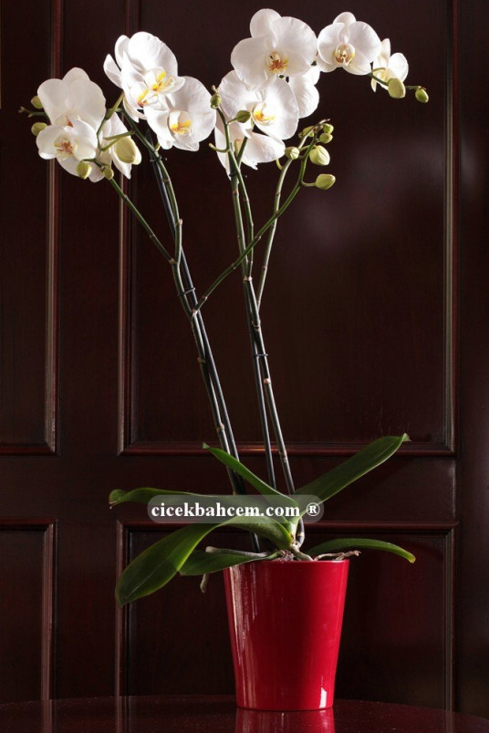 Çift Dal Beyaz, Red&Red Orkide