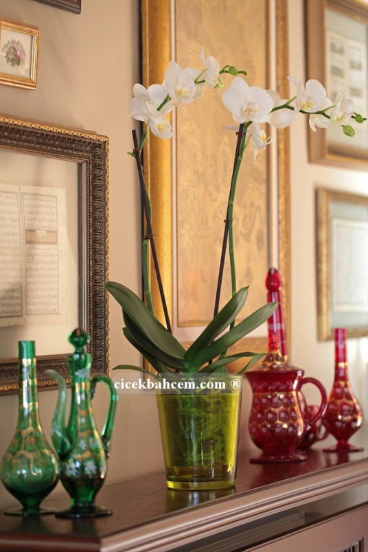 Çift Dal Beyaz, Classic Orkide