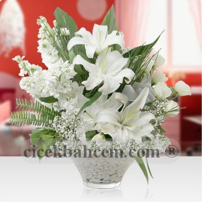 Beyaz Kokulu Lilyum Şebboy SA411