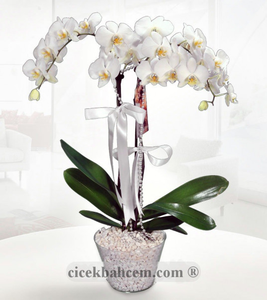 Beyaz Vazo İçerisine Hazırlanmış 2 li Orkide 