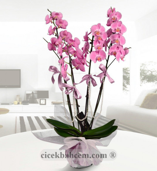 Seramik Vazo İçine Pembe 4 li Pembe Orkide