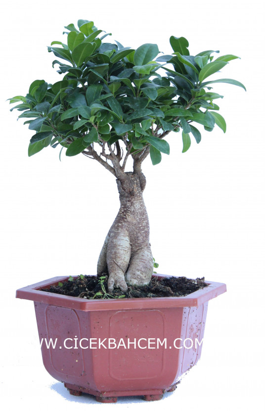 Bonzai (35cm)