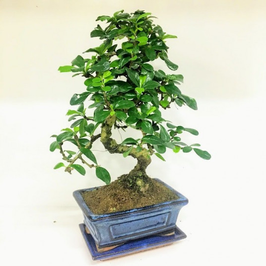 Zelkova S Bonzai 