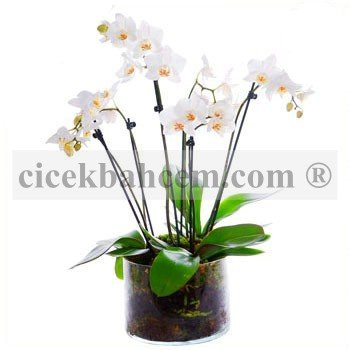 Cam Vazo İçerisine 5 Adet Beyaz Orkide Aranjmanı