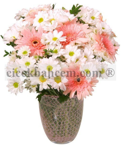 Cam Vazoda Pembe Gerbera ve Beyaz Kırizantem Aranjmanı