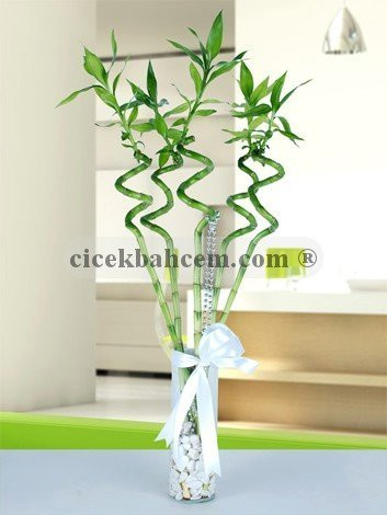 Cam Vazoya Beyaz Dekoratif Taşlarla Tasarlanmış Bambu Çiçekleri