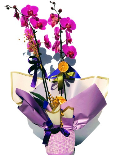 Çift Dal Mor Orkide