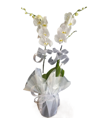 Çift dal Beyaz, Ikeria