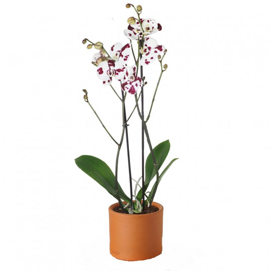 Dalmaçyalı Özel Seri Orkide