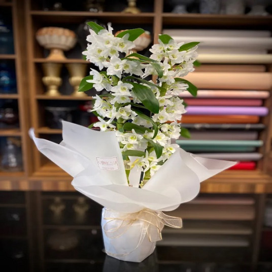dendrobium orkide