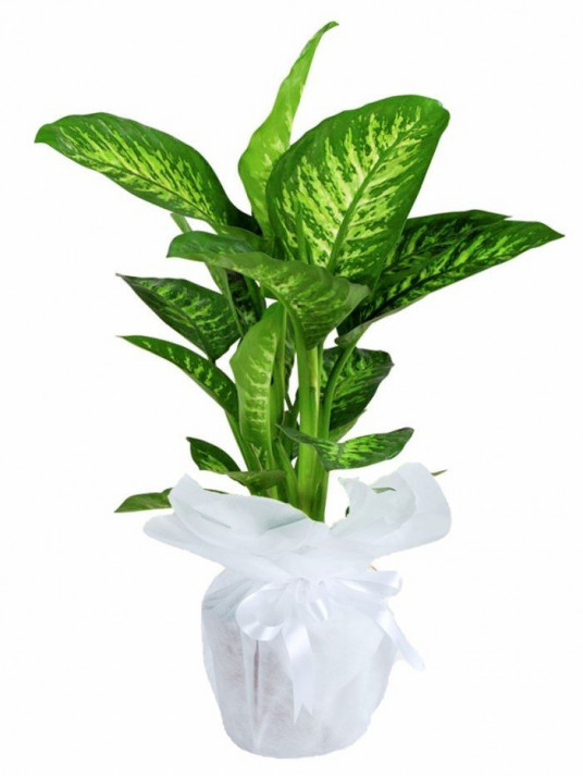 Orta Boy Dieffenbachia Tropik Saksı Çiçeği