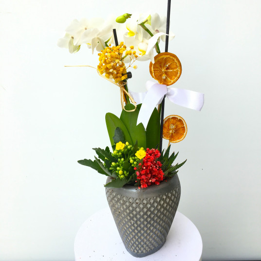 Kalbimin Tek Sahibi Özel Mini Orkide Tasarım Sukulent