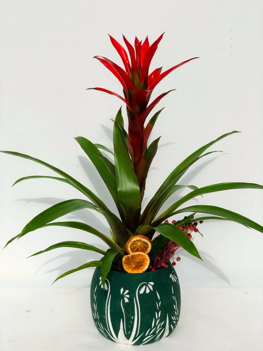 Dream Vazoda Guzmania Saksı Çiçeği