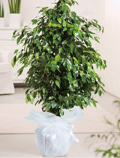 Yeşil Benjamin Çiçeği