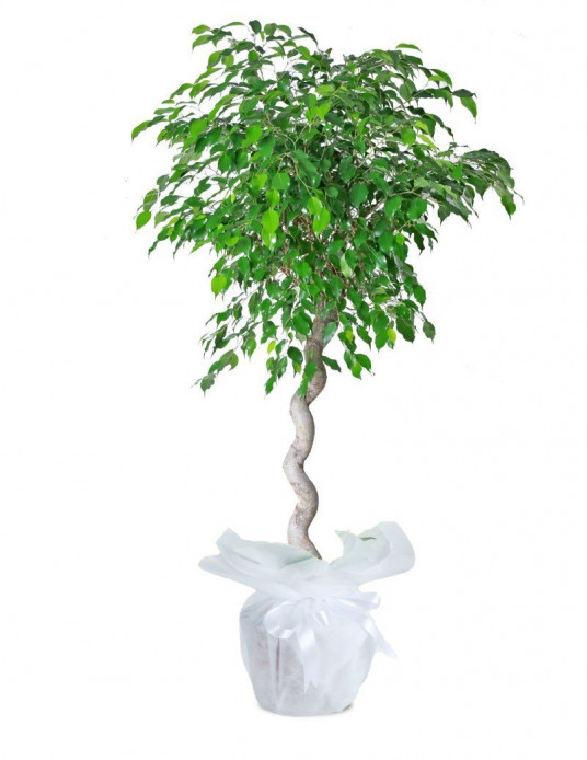 Ficus Petate Saksı Çiçeği