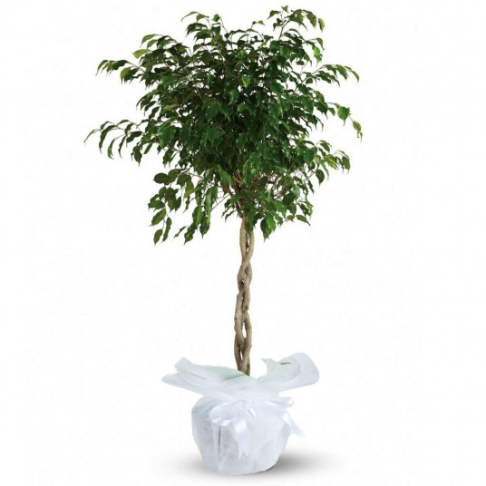 Yeşil Örgülü Benjamin