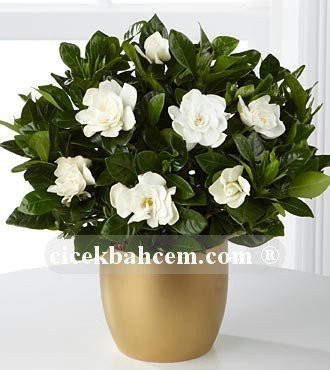 Saksı Çiçeği Gardenya