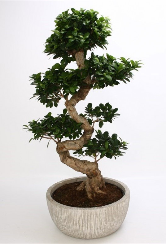Ginseng Bonsai Saksı Çiçeği