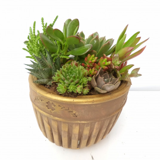 Echeveria Gold Serisi Sukulent