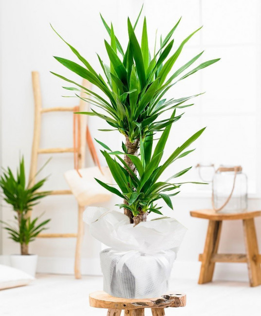 İkili Yucca Saksı Çiçeği