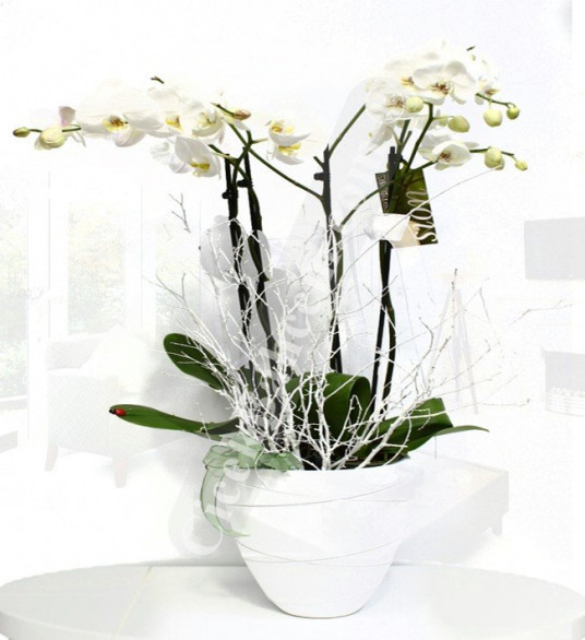 İkili Beyaz Seramik Vazoda Orkide